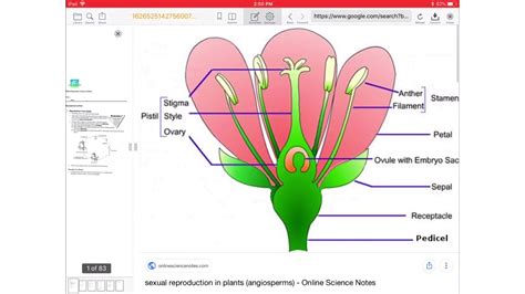 PSLE Science reproduction in plants revision for P5 students - YouTube