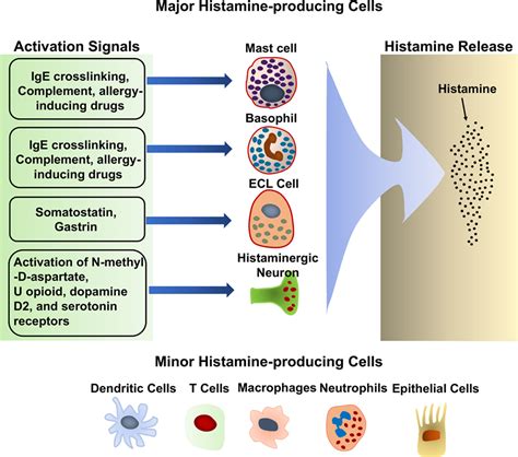 Frontiers | Molecular Regulation of Histamine Synthesis