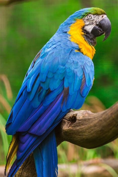 Blue And Yellow Macaw Free Stock Photo - Public Domain Pictures