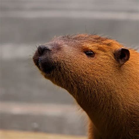 capybara eating an orange | Stable Diffusion | OpenArt