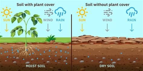 How to Rapidly Dry Wet Soil: 11 Expert Methods for Success