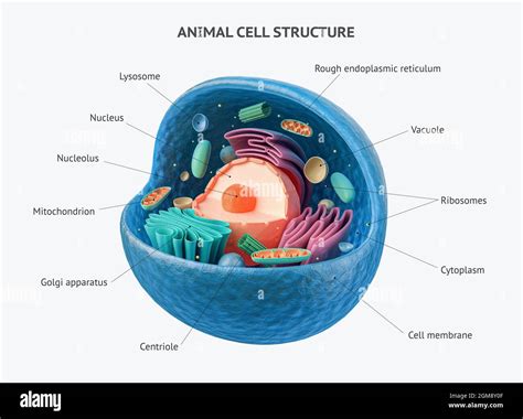 3d rendering of biological animal cell with organelles cross section ...