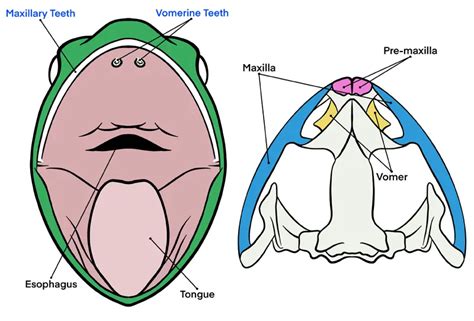 Frog Teeth: Everything You Need To Know - Mr. Amphibian