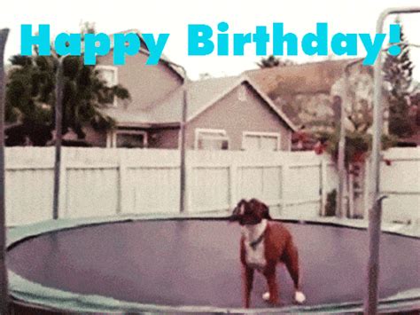 happy birthday boxer dog gif Gif boxer dog birthday gifs tenor - Funny ...