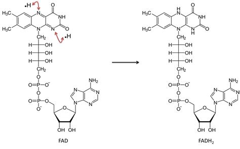 ATP, NAD AND FAD