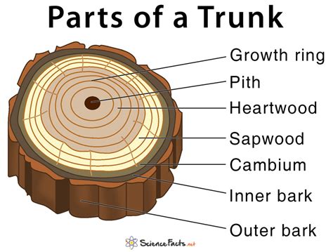 Parts of a Tree and Their Functions - Science Facts