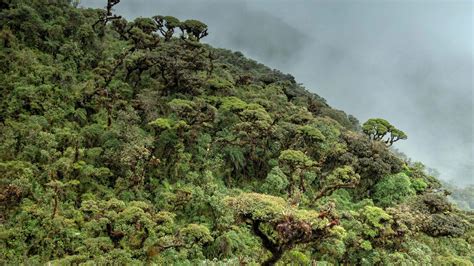 Andean Cloud Forest » Nature and Culture International