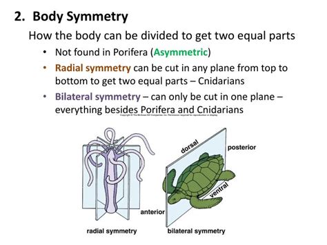 PPT - Animals PowerPoint Presentation - ID:2015076