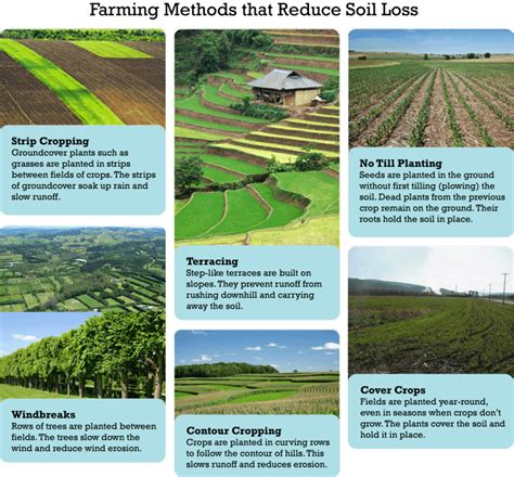 Farming methods that help prevent soil erosion | Ground cover plants ...