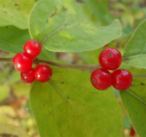 Red Berries - Free Public Domain Stock Photo