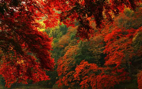 Red autumn forest hd wallpaper | 2880x1800 | #31581