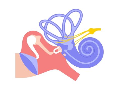 Premium Vector | Inner ear anatomy