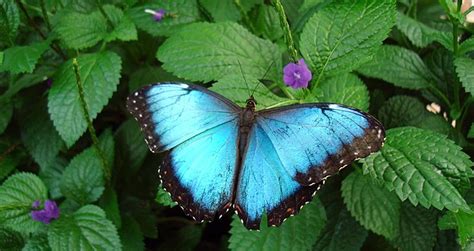 Butterfly Conservatory | Niagara Falls Station | New York by Rail