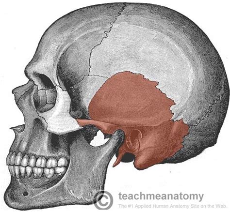 The Temporal Bone - Parts - Fractures - TeachMeAnatomy