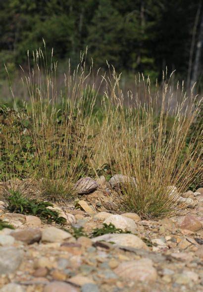 Poverty Oatgrass (Danthonia spicata) | Lake landscaping, Native plants ...