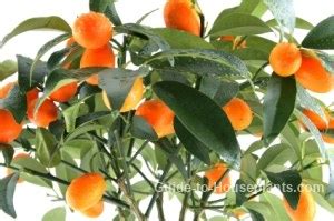 Kumquat Tree Care - Grow Nagami Kumquat Indoors