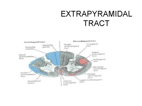 Extrapyramidal System Anatomy And Clinical Importance Kenhub