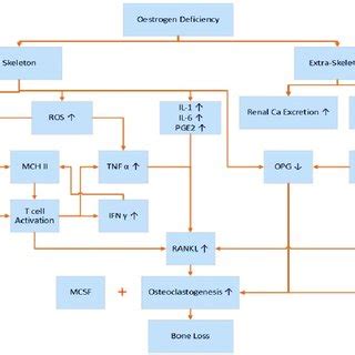 Occurrence of bone loss through estrogen deficiency (reference from ...