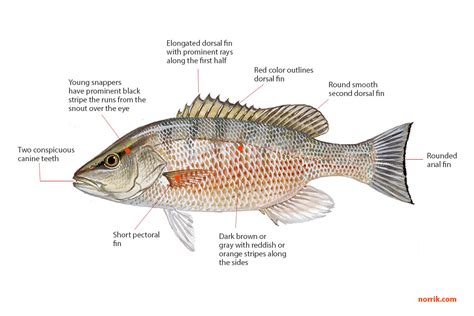 Mangrove Snapper Fishing Guide | How to Catch a Mangrove Snapper