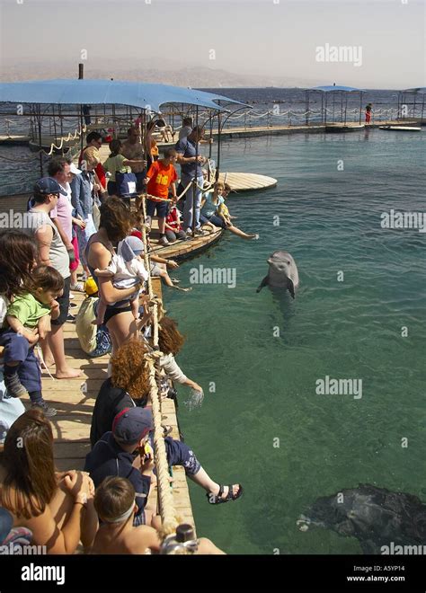 Dolphin Reef in Eilat Stock Photo - Alamy