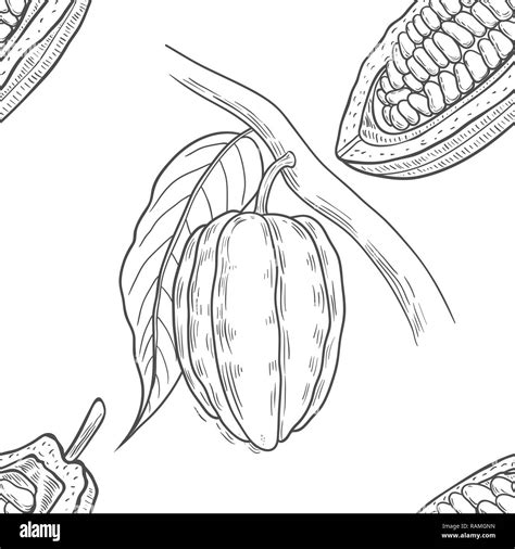 Cacao tree botanical drawing hi-res stock photography and images - Alamy