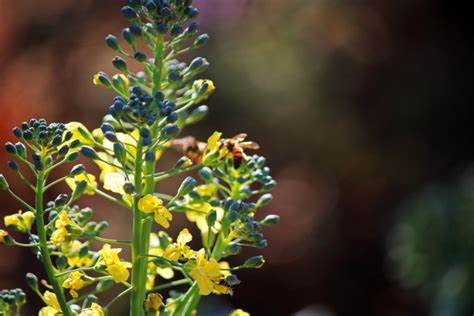 Flowering Broccoli Plant Free Stock Photo - Public Domain Pictures