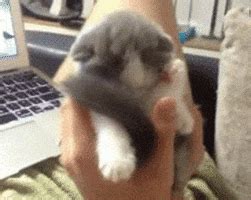 Sleeping Kitten GIFs - Find & Share on GIPHY