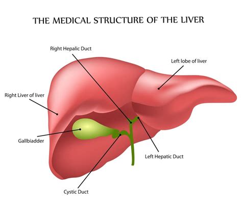 Anatomy and Function of the Liver - Solution Parmacy