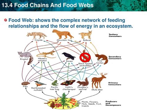 PPT - KEY CONCEPT Food chains and food webs model the flow of energy in ...