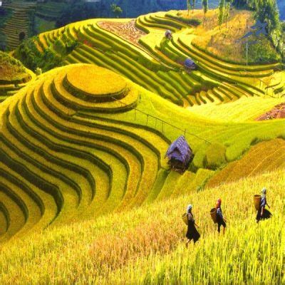 Explore amazing Mu Cang Chai rice terraces & more in 3 days from Hanoi