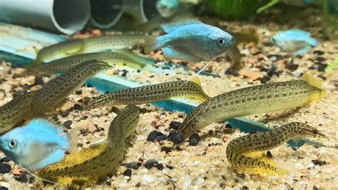 Macrognathus pancalus, Yellow Spiny Eel - YouTube