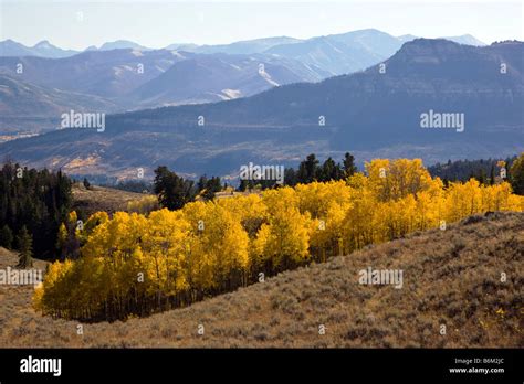 Aspen trees in fall color Beartooth Scenic Byway Beartooth Pass between ...