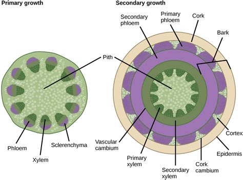 Anatomy of Stems & Botanical Uses