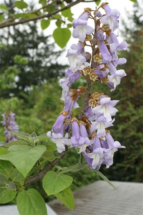 Paulownia tomentosa (empress-tree, princess-tree): Go Botany