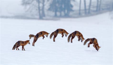 Red Fox Hunting Secret - PRE-TEND Be curious.