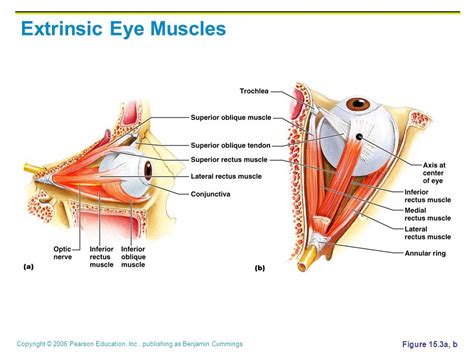 Extrinsic Eye Muscles Diagram