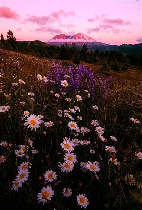 Pin di 💗Sophia💗 su Pretty flower fields | Fotografia natura, Carta da ...