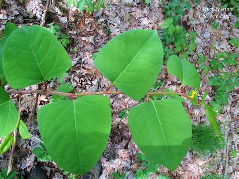 Japanese Knotweed Identification and Juicing