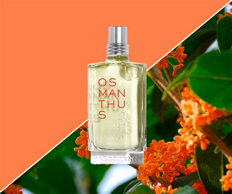 Osmanthus Fragrances are Having a Moment… – The Candy Perfume Boy