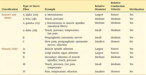 Sensory Nerve Fibers