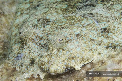 Peacock flounder camouflaged on sea floor — bottom feeders, caribbean ...