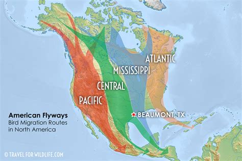 Waterfowl Migration Flyway Map