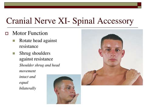 Cranial Nerve 11 Test