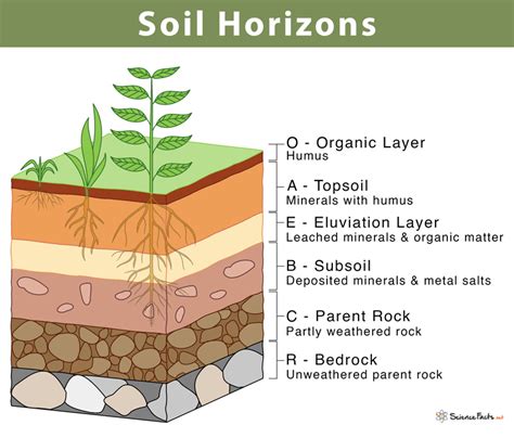 Soil Horizons: Definition, Features, and Diagram