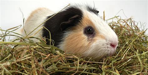 WHAT SHOULD I FEED MY GUINEA PIGS? – Celia Haddon