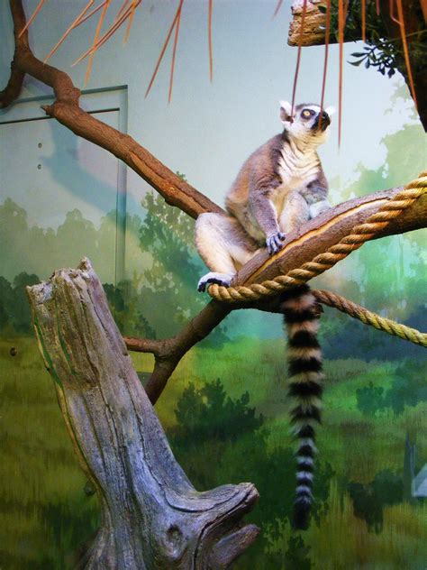 Akron Zoo Lemur Akron Zoo, Zoo Photos, Lemur, Trip, Animals, Animales ...