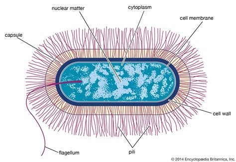 Bacillus | Definition, Features, & Types | Britannica