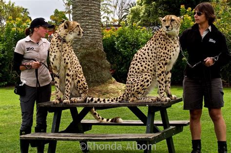 Interesting Animals of the Auckland Zoo