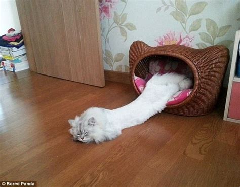 Cats stuck in jars: The funniest pictures of moggies online | Daily ...