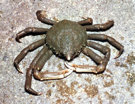 Spider crab | Molting, Habitat, Diet | Britannica